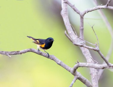 American Redstart Michigan 'da bir şubeye tünemiş.
