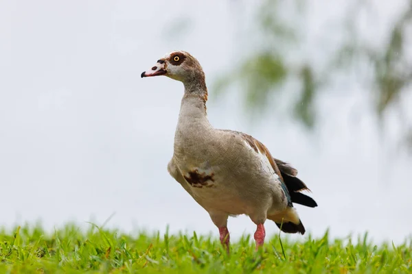 Kenya 'da güneşli bir günde Eygtian Goose