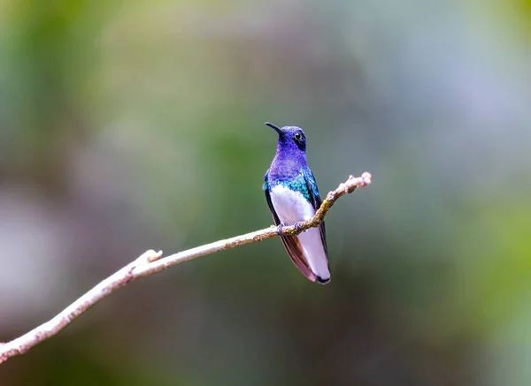 White Necked Jacobin Perched Tree Salvador — Stock Photo, Image