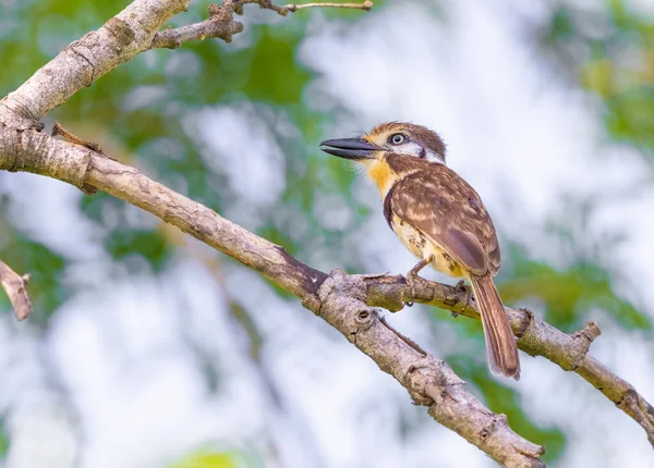 Russet Throated Puffbird Сидел Дереве Колумбии — стоковое фото