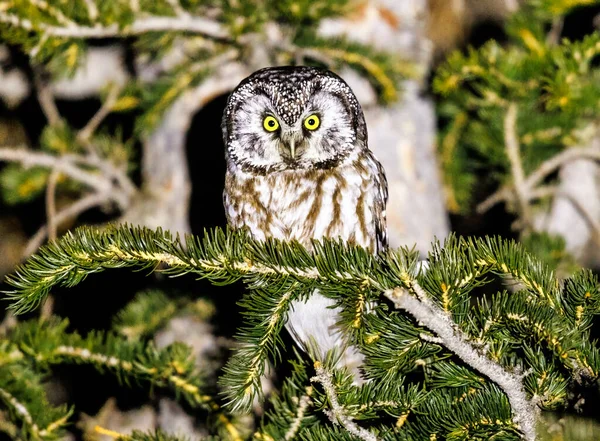 Hermoso Búho Boreal Posado Sobre Pino Las Montañas Colorado — Foto de Stock