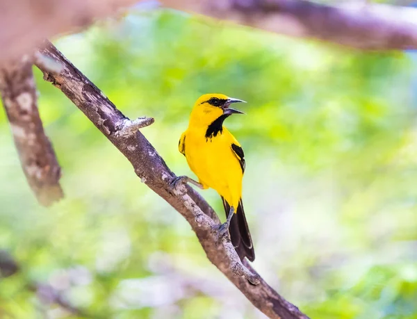 哥伦比亚北部 一只黄色的猎户座栖息在一棵树上 — 图库照片