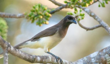 Kahverengi Jay Guatemala 'da bir dala tünemişti.