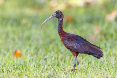 Parlak Ibis, Bahamalar 'ın otlaklarında atıştıracak bir şeyler arıyor.