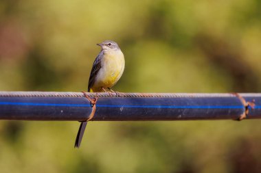 Gri Wagtail, Fas 'ın Atlas Dağları' ndaki bir boruya tünemişti.