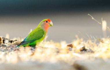 Red Headed Lovebird perched on the ground in Arizona clipart