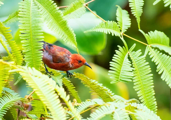 Apapane bal sürüngeni Hawaii 'de bir dala tünemiş.