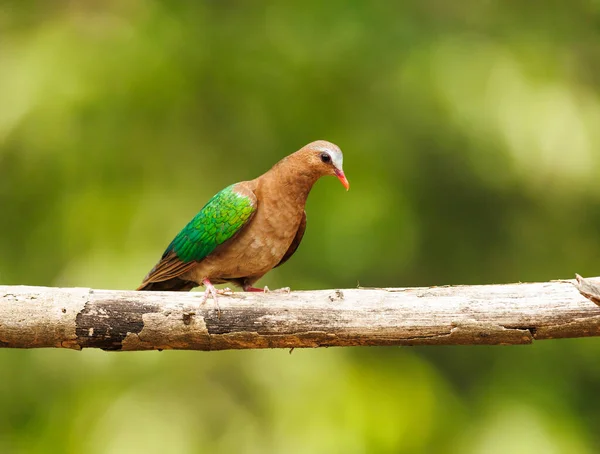 아시아의 Emerald Dove Perched Southern India 스톡 사진
