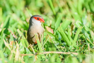 Phasianidae familyasına ait kırmızı gagalı küçük bir kuş, çayırdaki doğal çayır bitkilerinin arasında tünemiştir.