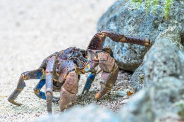 Toprakta hareket eden bir yengecin detaylı bir görüntüsü, anakaranın doğal zeminine karşı elektrik mavisi ile eşsiz rengini sergiliyor.