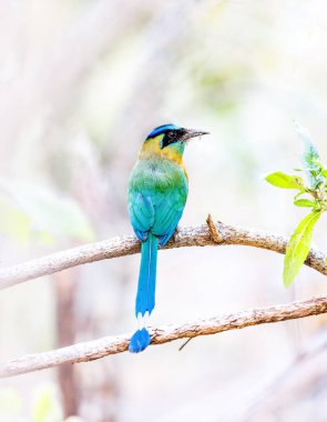 Blue Crowned Motmot sitting on a tree branch in Costa Rica clipart