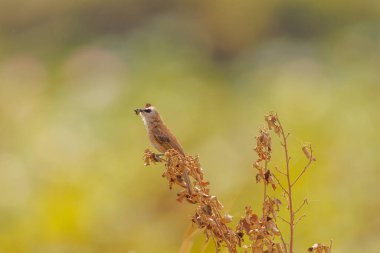 Sarı Havalı Bulbul, Kamboçya 'da günbatımında bir plana tünedi