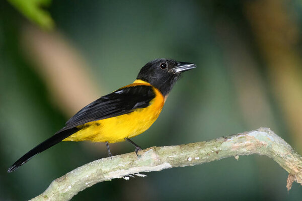 Черная Горловая Шрайк Танагер сидела на дереве в Гватемале