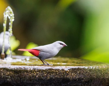 Lavender Waxbill taking a sip of water from a fountain in Hawaii clipart