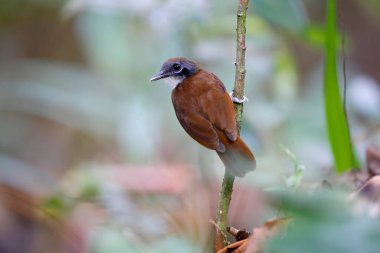 Çift renkli Karınca Kuşu Panama 'da bir karınca sürüsünün yanına tünemişti.