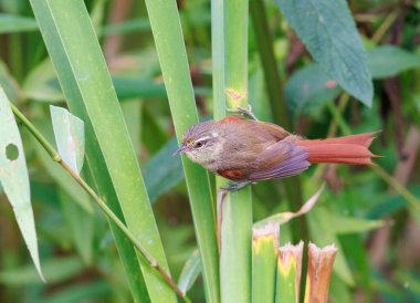 Olive Spinetail perched on a plant in the swamps of Brazil clipart