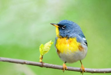 Kuzey Parula Ohio 'da bir ağaca tünemişti.