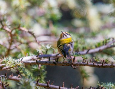 Common Firecrest perched on a tree in Morocco clipart