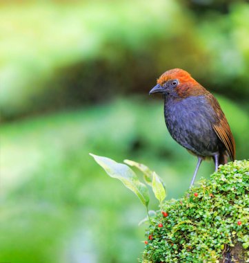 Chestnut-Naped Antpitta perched on a mossy rock in Colombia clipart