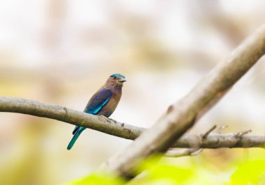 Indochinese Roller perched on a tree in Thailand clipart