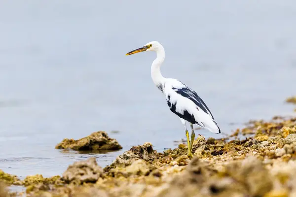 stock image Pacific Reef Heron fishing from the banks of Tonga