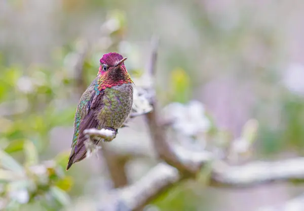 stock image Annas hummingbird perched on a tree in California USA