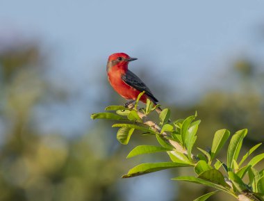 Tikal yakınlarındaki bir ağaç dalına tünemiş Vermillion Sinek Yakalayıcısı