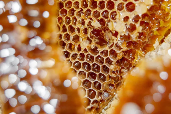 Золотой Мед Сотах Крупным Планом Пчелиные Продукты Свежими Сотами Медовые — стоковое фото