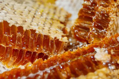 Bal peteğinde altın bal, yakın plan. Taze bal peteği ile arı ürünleri, organik doğal bileşenler konseptiyle bal ürünleri