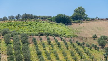 Yeşil zeytin ağaçları, zeytinli tarım manzarası tepelerin arasına ekili zeytin bahçeleri, büyük tarım alanları zeytin ağaçları