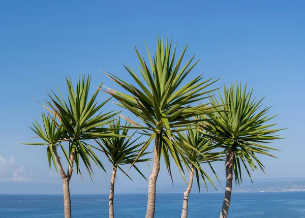 Palm Trees Blue Sky Sunny Summer Day Calabria Seaside Southern — Fotografia de Stock