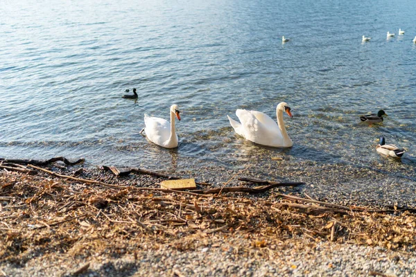 Pełen Wdzięku Biały Łabędź Łaciński Cygnus Olor Pływający Włoskim Jeziorze — Zdjęcie stockowe