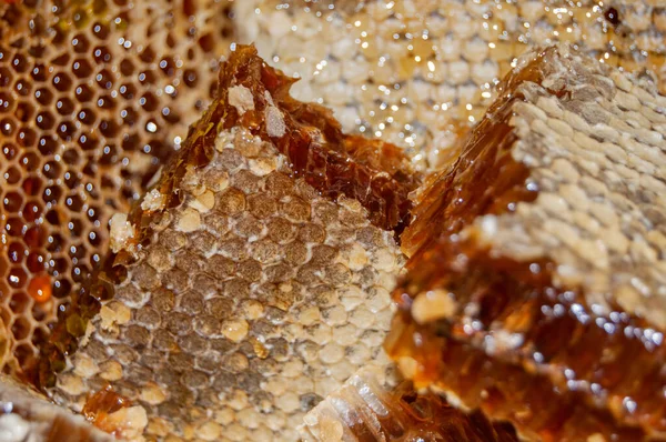 Gouden Honing Honingraat Close Bijenproducten Met Verse Honingraat Honingproducten Volgens — Stockfoto
