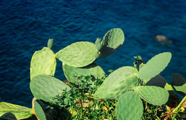 卡拉布里亚的热带绿色仙人掌 海景下的仙人掌植物特写 — 图库照片