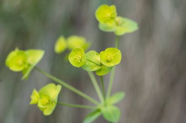 Wood Spurge ya da Euphorbia amigdaloides 'in seçici odak görüntüsü. Mutluluk bahçedeki yemyeşil bitkiler gibi.