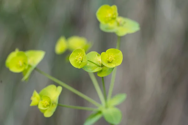 stock image Selective focus image of the Wood Spurge or Euphorbia amygdaloides. Euphorbia flowering evergreen plant in a garden