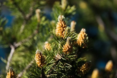 Pinus mugo 'nun çiçek açması, cüce dağ çamı dalları. Strobili üreten erkek poleni. Kozalaklı kozalak. Sarı küme polen taşıyan erkek koniler ya da sürünen çam ağaçlarının mikro konileri.