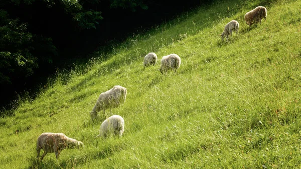Sheeps in meadow on green grass, little lambs grazing on beautiful green meadow in mountains