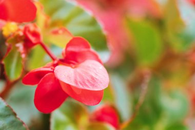 Bir demet kırmızı ve pembe balmumu begonya, begonya cucullata, sopayla dövülmüş begonya, sarı karides ve çiçek tarhında erkek organları. Görüntüyü kapat