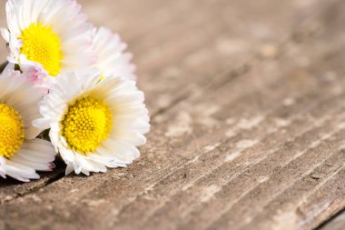 Papatya bahçesi, Alman papatya papatyasının beyaz çiçekleri ahşap yüzeyde.