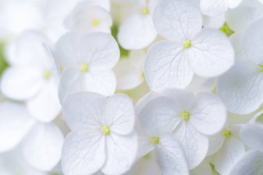 Ortanca çiçeği, ortanca makrofili, veya yeşil saplı Hortensiya çiçeği ve baharda ve yazın bahçede açan yapraklar.
