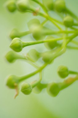 Siyah bir mürver çalısı üzerinde tomurcuklar, Sambucus zencisi, yakın plan. Dekoratif ihtiyarların güzel çalı