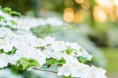 Bahar mevsiminde bahar bahçesinde gün batımında çiçek açan elma ağacı. Ağaçtaki beyaz çiçeklere yaklaş