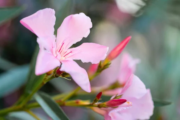Kwitnące Różowe Oleander Kwiaty Lub Nerium Ogrodzie Wybiórcze Skupienie Odbiór — Zdjęcie stockowe