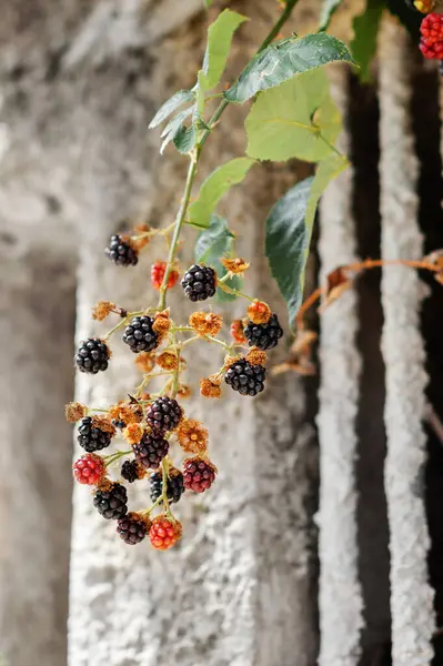 枝にオーガニックジューシーな新鮮なブラックベリー 美しい熟したブラックベリーのブッシュ 庭にたくさんの美味しい甘いブラックベリーと無比の赤い果実 — ストック写真