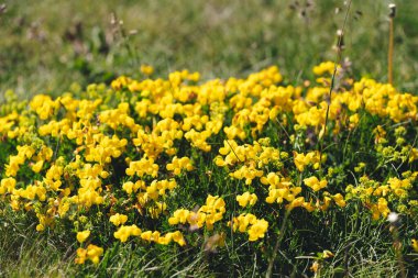 İspanyol Gorse veya Carqueixa, Genista tridentata benzeri sarı çiçekler. Çiçek açan genista İspanyolca, İspanyol süpürgesi, Spartium Junceum L.