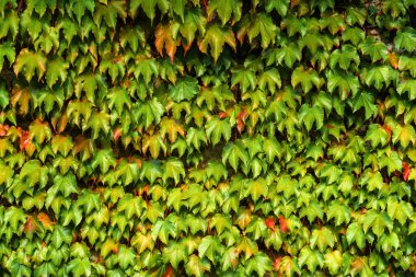 Duvarda Boston sarmaşığı ya da Parthenocissus triküpidata bitkisi var. Japon sarmaşık ya da sarmaşık tırmanma tesisi, doğal arka plan