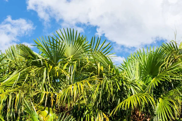 Coconut palm trees against blue sky, crown of a palm tree of coconut on sunny summer day