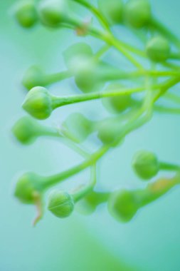 Siyah bir mürver çalısı üzerinde tomurcuklar, Sambucus zencisi, yakın plan. Dekoratif ihtiyarların güzel çalı