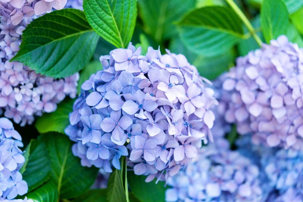 Hydrangea flower, Hydrangea macrophylla, or Hortensia flower with green stem and foliage blooming in spring and summer in garden